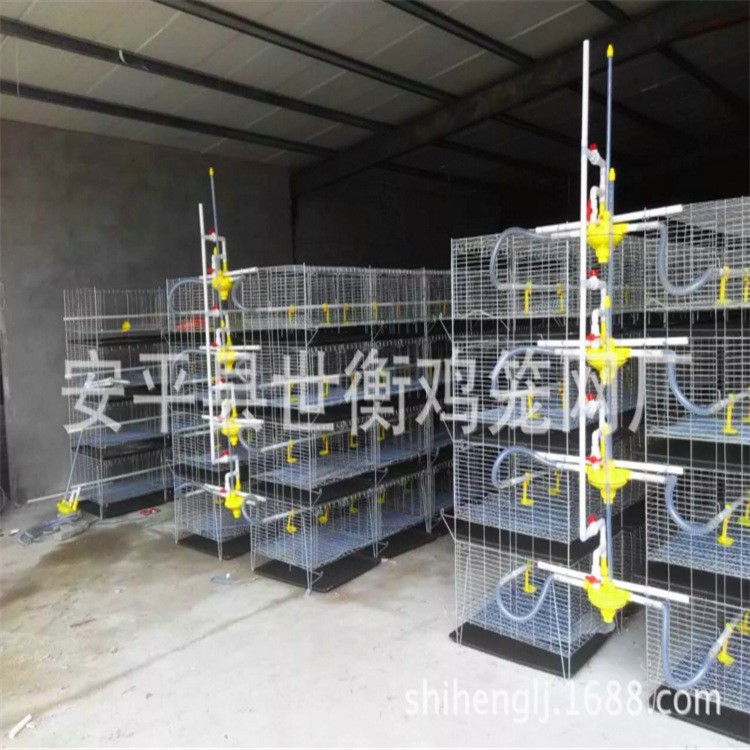 小雞籠 孵化小雞籠 育小雞籠子 一日齡加密不跑雞