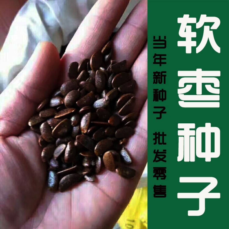 软枣种子嫁接柿子树君迁子种子果树种子实拍实体店批发