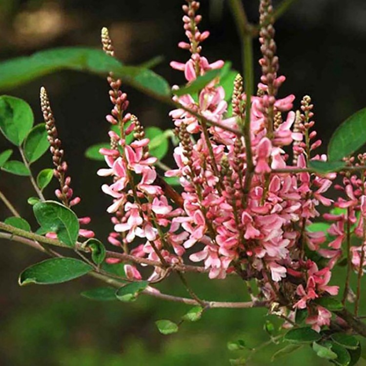 批發(fā)花卉種子多花木蘭種子 木蘭花種子 花卉草坪 發(fā)芽高