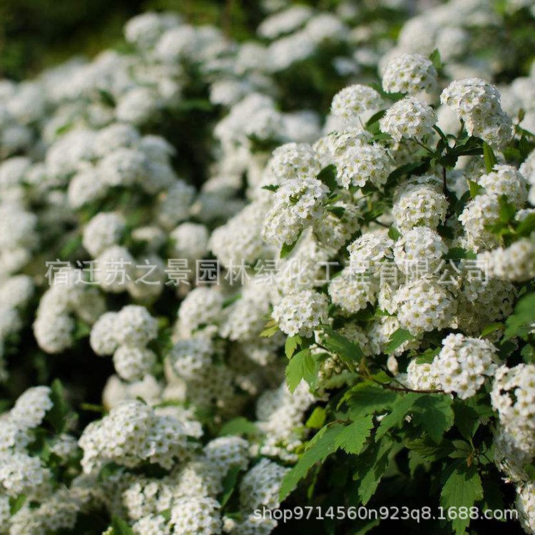 基地供應(yīng)珍珠繡線菊 叢生珍珠繡線菊 價格便宜規(guī)格工程綠化