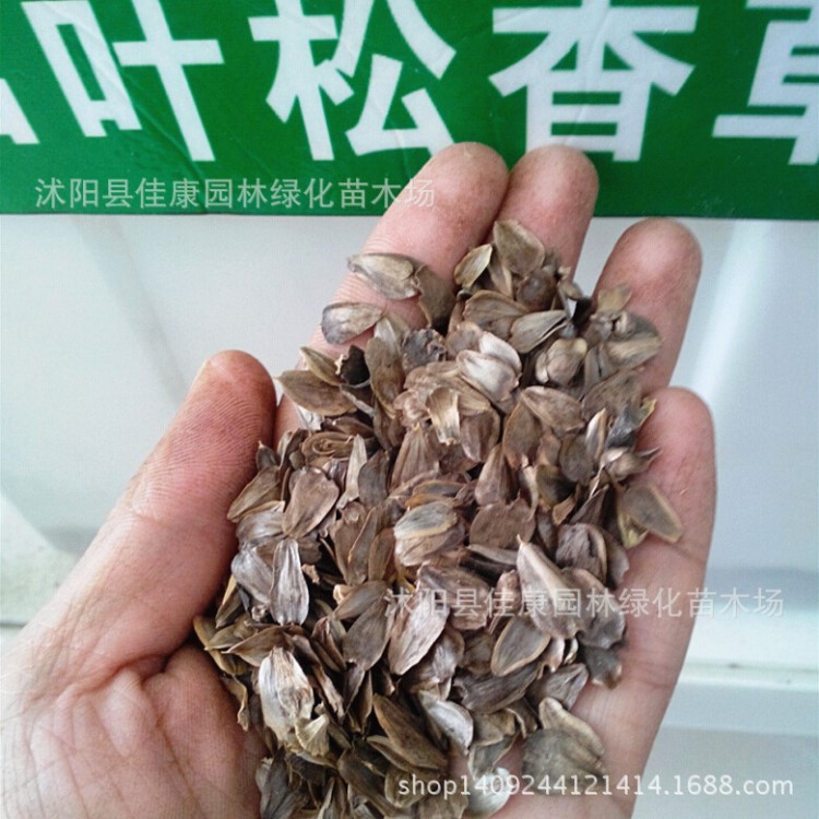 牧草籽串葉松香草種子法國香檳草種子菊花草種子飼料作物