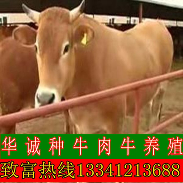 肉牛犢出售 活體小牛苗 魯西黃牛改良肉牛福建省養(yǎng)殖肉牛補(bǔ)貼活牛