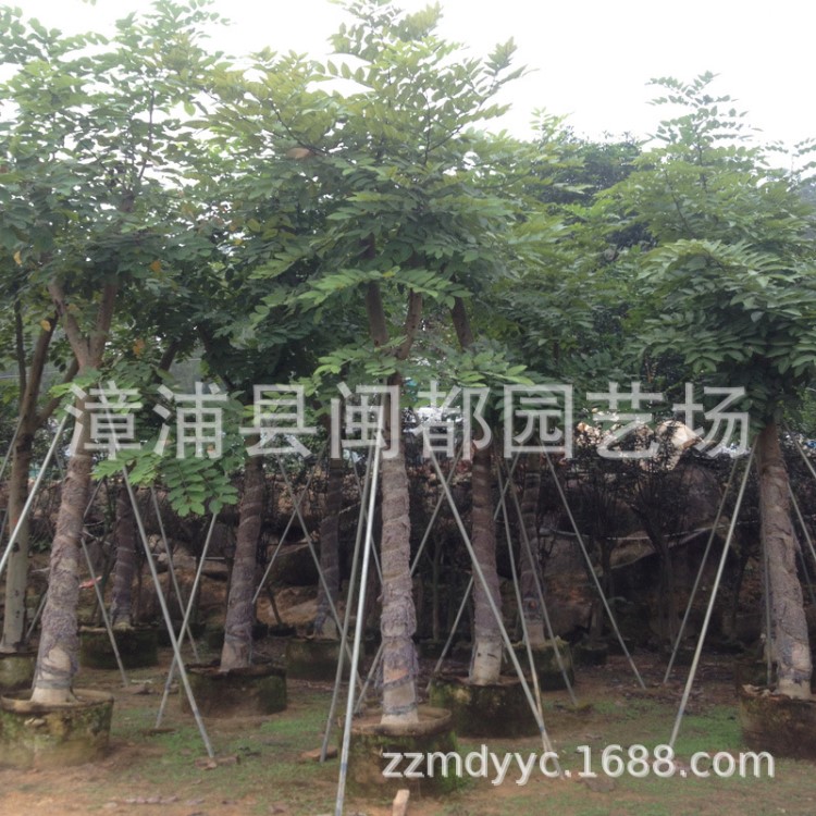 基地直銷臘腸樹 臘腸樹批發(fā) 臘腸樹移植 園林綠化  苗木 行道樹