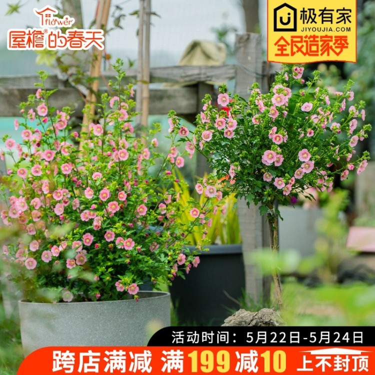 小木槿花苗盆栽棒棒糖陽臺庭院花園耐熱花卉植物四季開花易養(yǎng)爆盆