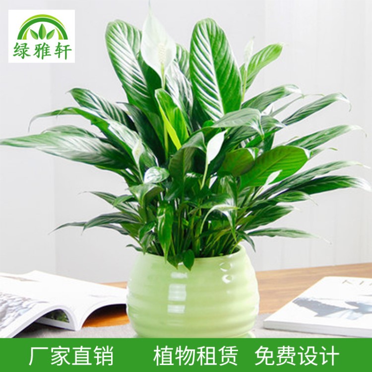 植物租賃/植物租擺/植物租售 現(xiàn)場定做 綠化盆栽植物花卉盆景盆栽