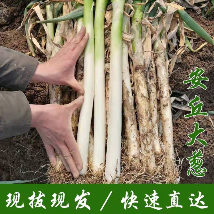 山東大蔥新鮮原生態(tài)天然無公害綠色食品農(nóng)家自種直銷帶皮發(fā)