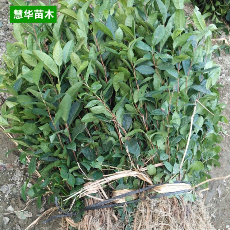 江西茶葉苗綠化苗木 茶葉種苗 綠茶樹(shù)苗成活率高 量大從優(yōu)