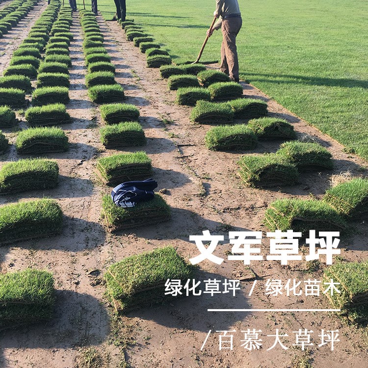 大量供应天堂 百慕大 台湾草坪 天然人工密度高耐践踏 草坪草皮