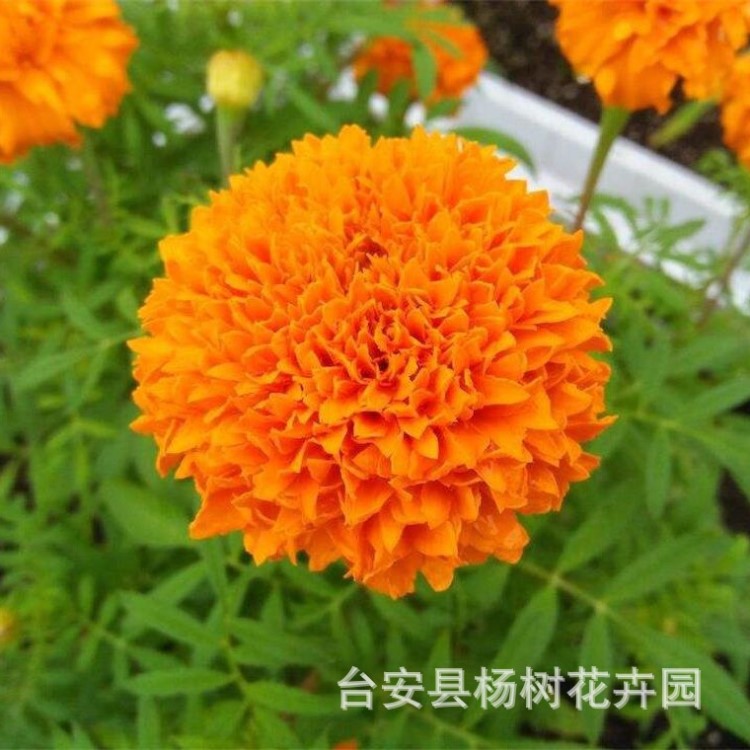 出售東北時(shí)令花草花萬(wàn)壽菊孔雀草適于工程綠化公園小區(qū)單位租擺