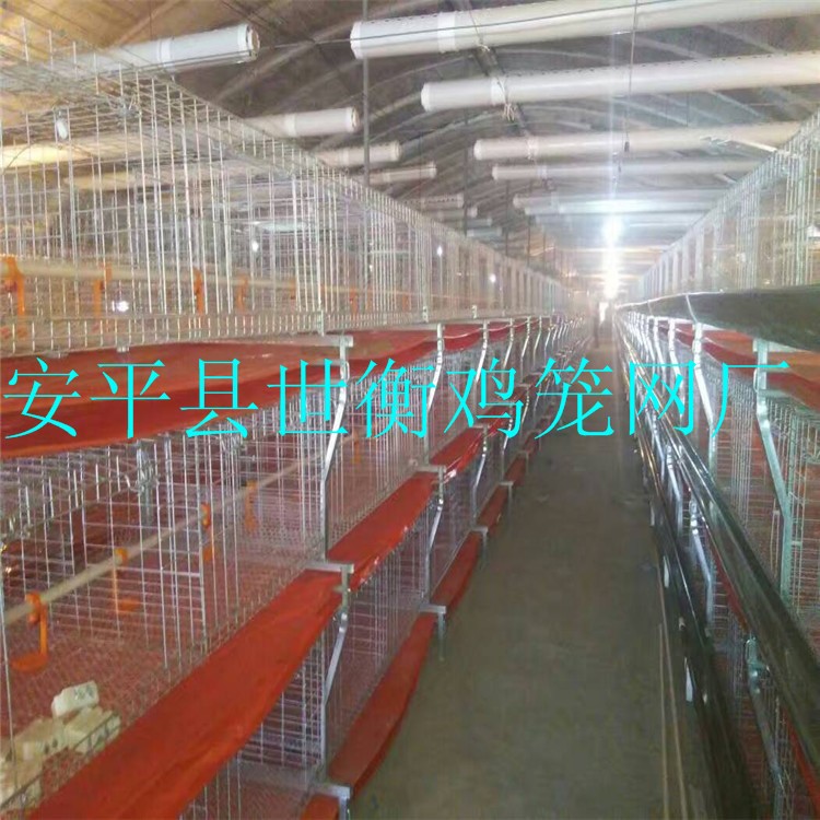 肉雞籠自動出糞設備 全套設備 生產安裝一條龍服務