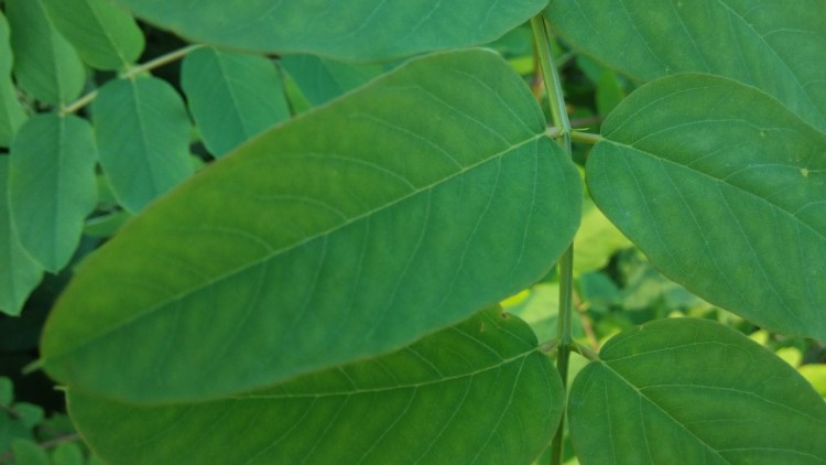 大葉速生槐種根 闊葉韓國喬木牧草造林綠化畜牧功能植物包郵