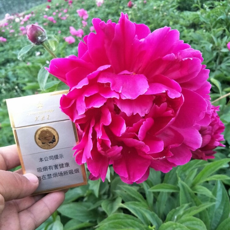 菏泽园林种植芍药种苗 花观赏芍药可盆栽大批种植 量大优惠