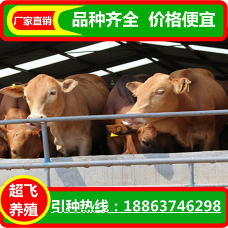 海福特公牛 西門塔爾 種魯西黃牛 初生牛犢 生牛 育肥牛肉牛