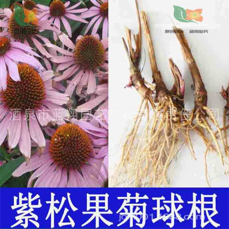 廠家直銷 松果菊種球 紫松果菊 球根花卉批發(fā) 球根上線