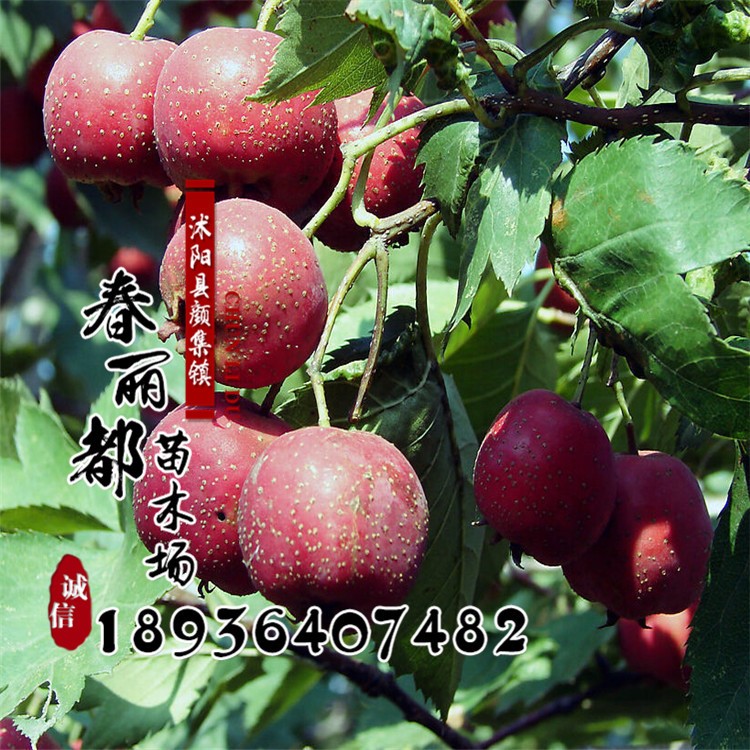 果樹苗批發 嫁接山里紅 基地大金星山楂樹苗山楂苗 量大優惠