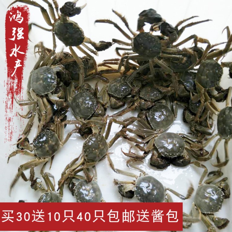 鮮活興化紅膏大閘蟹香辣蟹老頭蟹一元蟹買35送10只45只包郵送醬包