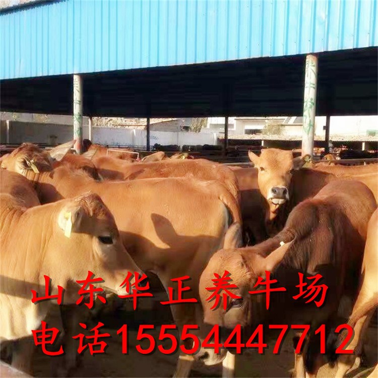 包頭肉牛 河北牛的價格 山東育肥牛養殖基地