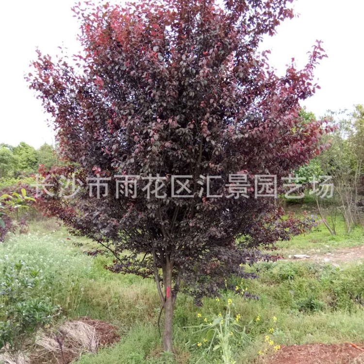 高桿紅葉李 叢生紫葉李315公分基地批發(fā) 綠化園林景觀苗木