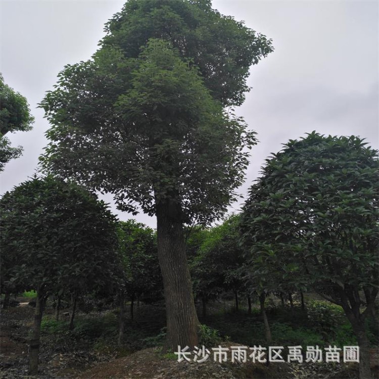 基地供應湖南大香樟，50.60.80公分。獨桿香樟樹.多頭香樟樹。