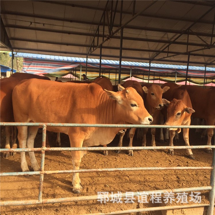批發小牛犢 小牛犢價格 牛犢飼養價格 養殖牛犢行情魯西黃牛