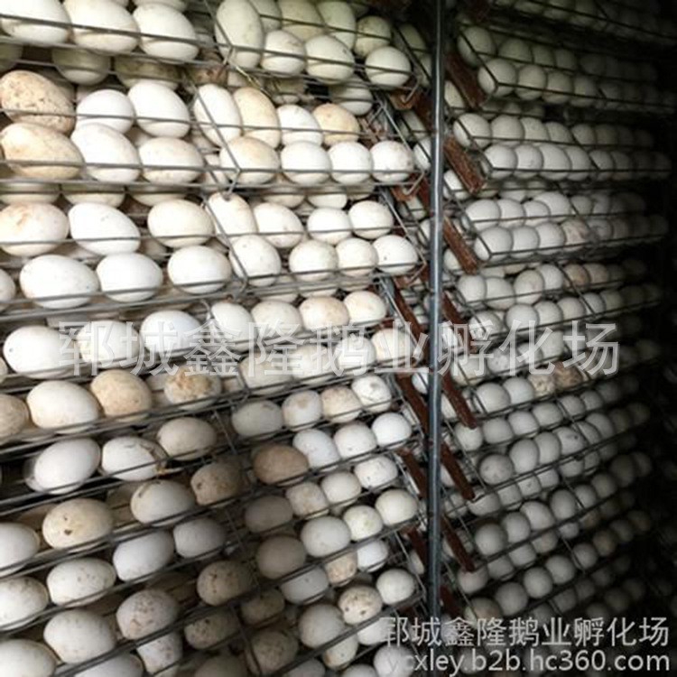 鑫隆鵝業商品鵝蛋包郵 營養美味 綠色天然鵝蛋 六枚起訂【圖】