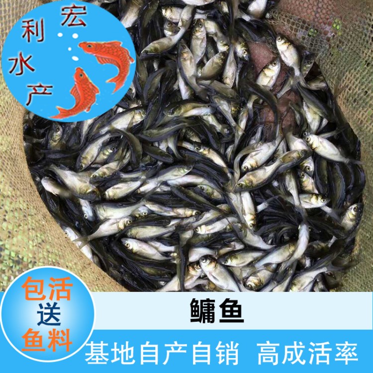 多品種水花魚苗 鳙魚魚苗 四大家魚苗 水產(chǎn)養(yǎng)殖 廣東魚苗批發(fā)