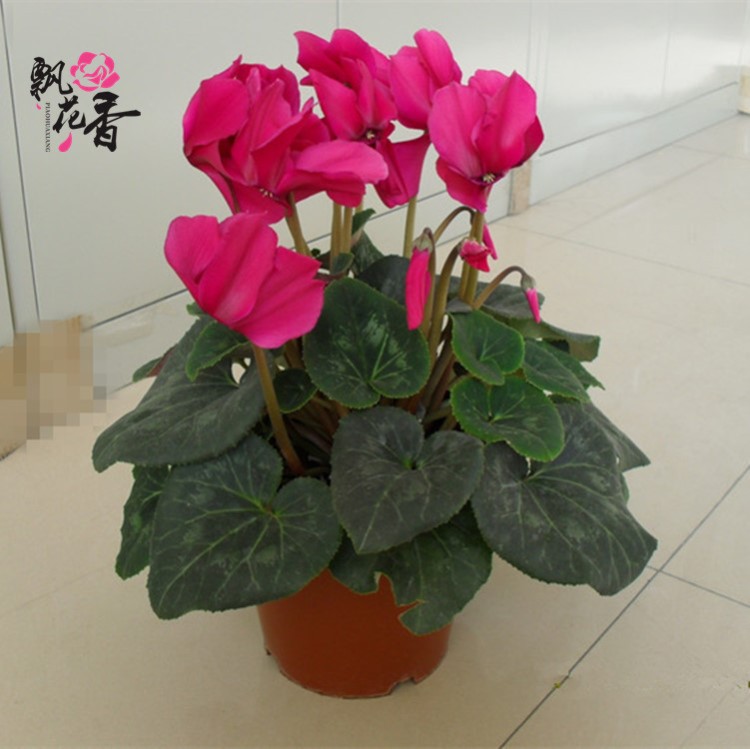 批發(fā)仙客來(lái)花卉盆栽 年宵花卉仙客來(lái)花苗 四季開(kāi)花