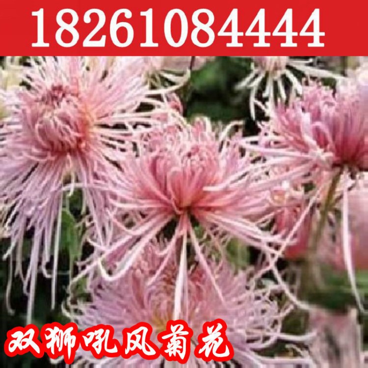 辦公室庭院陽臺桌面花卉綠植物 雙獅吼風(fēng)菊花苗四季盆栽當(dāng)年開花