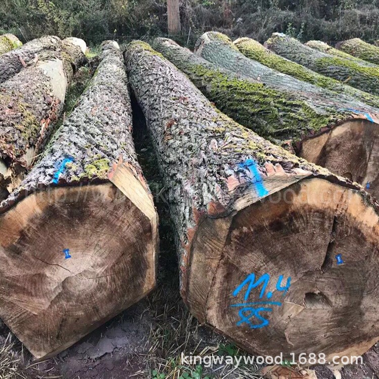 德國金威木業(yè)歐洲 楊木原木 實木 歐洲木材 可鋸切 板材 木材