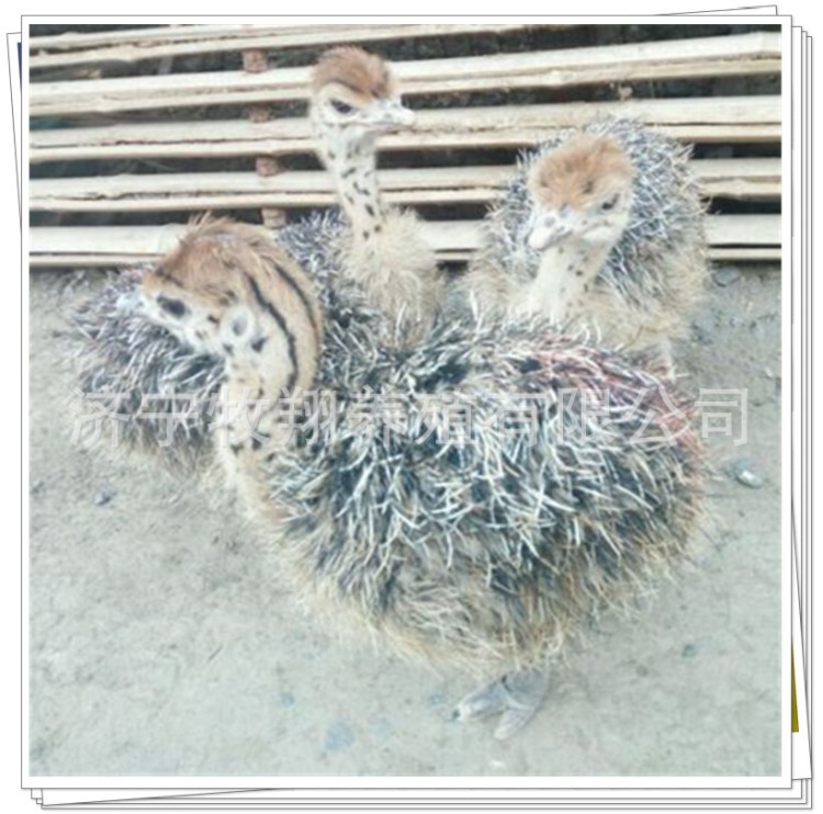 湖南里有賣非洲鴕鳥苗的 成年鴕鳥一只錢 鴯鹋苗鴕鳥蛋價格