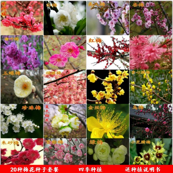 紅梅臘梅梅花種子 花卉種子 盆栽庭院四季種室內(nèi)陽臺(tái)四季播耐寒