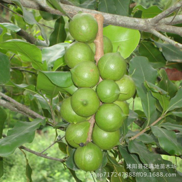 澳洲坚果嫁接树苗夏威夷果树 澳洲坚果当年结果夏威夷树苗