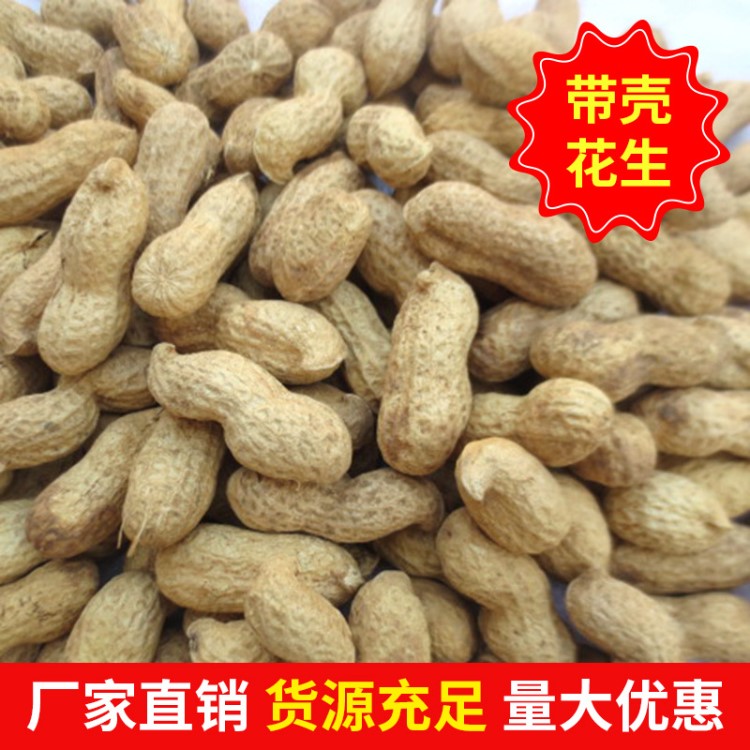 山東帶殼的花生果 紅皮花生果 生花生炒貨紅皮帶殼袋裝25公斤