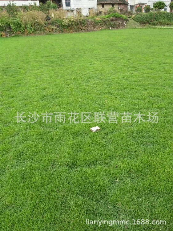 農(nóng)戶批發(fā)馬尼拉草皮，臺灣青，美國二號護(hù)坡綠化苗木物美價廉