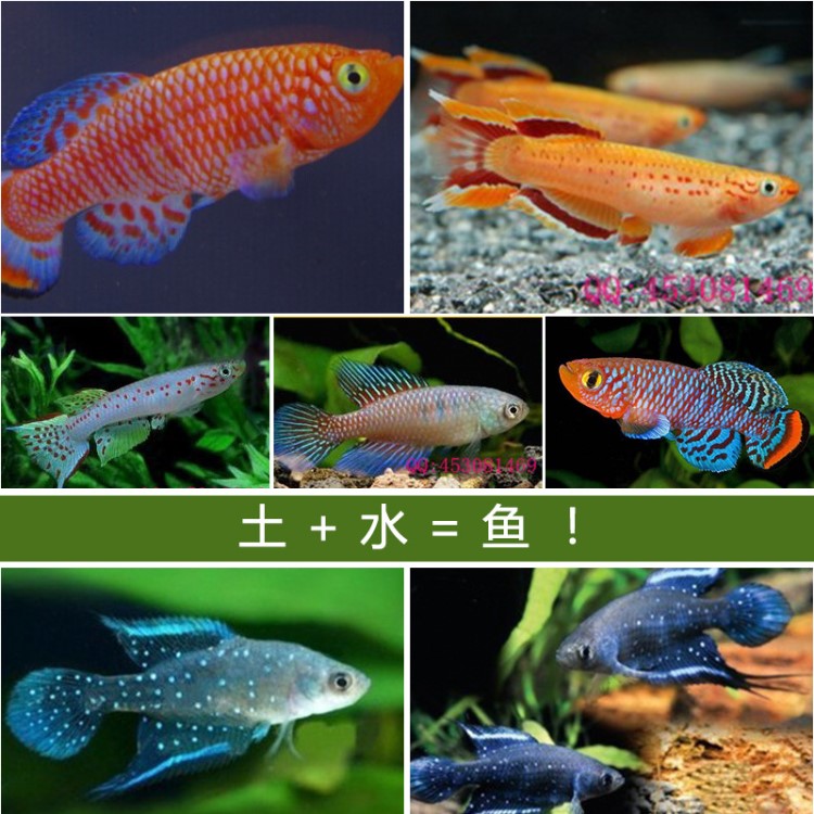 魔法土鳉魚 太空魚套裝熱帶魚寵物魚 愛情魚魚卵 水+土=魚奇妙魚