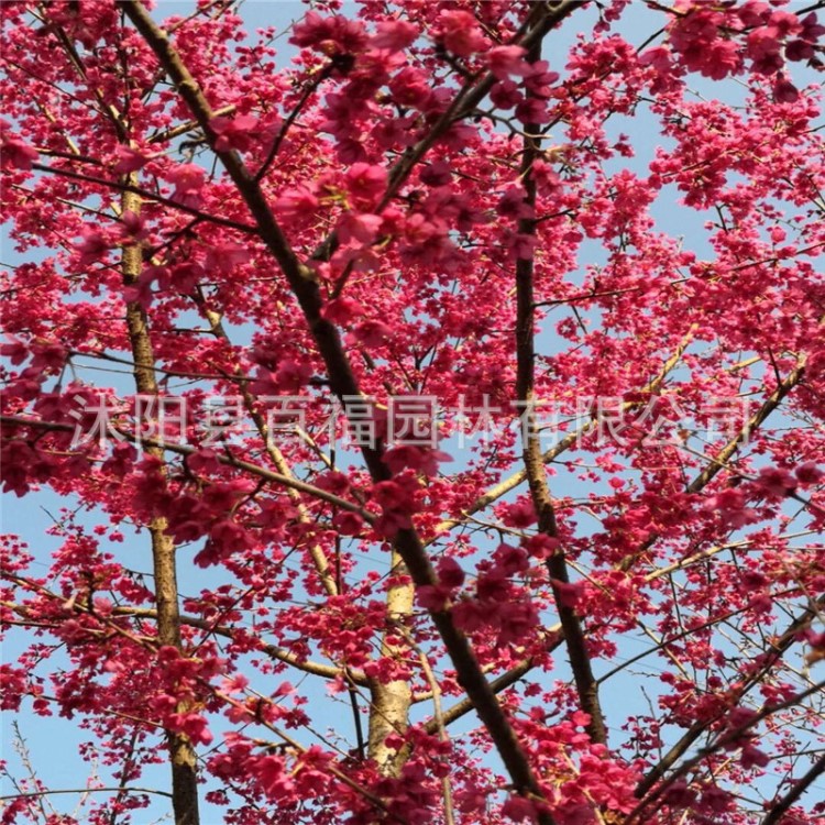 批發 櫻花 櫻花大小樹 中國紅花櫻花樹 牡丹櫻花 綠化
