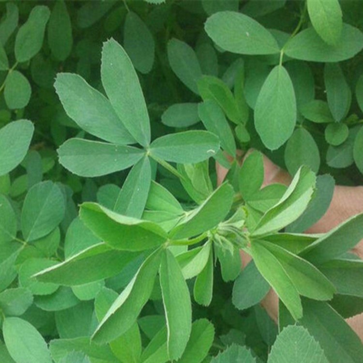 紫花苜蓿種子 豬牛羊兔魚飼料芽苗菜多年生四季耐寒南方北方牧草