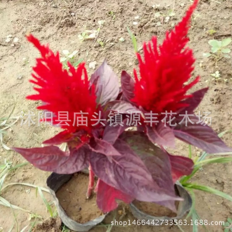 供應(yīng)時令草花 雞冠花苗 盆栽雞冠花 火焰紅和服雞冠花