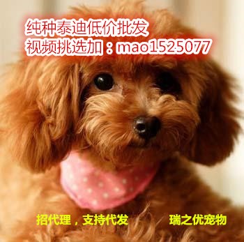 幼犬泰迪活體銷售價(jià)格 泰迪犬小體泰迪茶杯犬泰迪 種泰迪犬幼犬