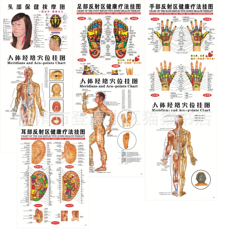 人體經(jīng)絡(luò)穴位按摩圖足部手部耳部反射區(qū)健康掛圖頭部保健掛圖