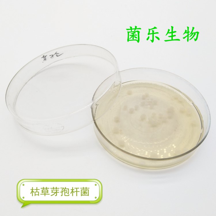 枯草芽孢桿菌 200億活菌 畜禽水產(chǎn)微生物 益生菌 動(dòng)物養(yǎng)殖 農(nóng)業(yè)