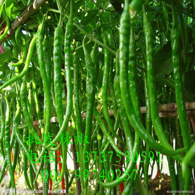 青椒 大椒甜椒菜椒 新鮮蔬菜有機綠色產品 產地直銷