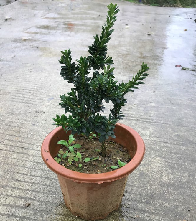 雀舌小葉羅漢松樹苗 米葉紅芽黑珍珠大葉羅漢松造型小苗盆景素材