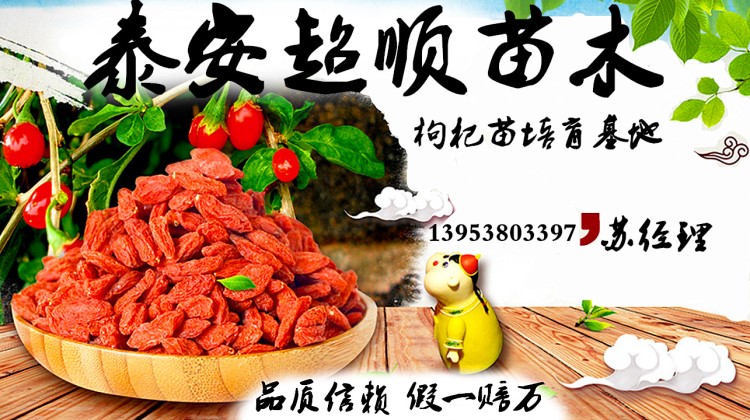 黑果枸杞苗 新疆寧夏 基地直供 一手貨源 產(chǎn)量高