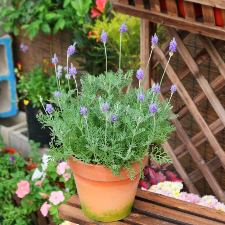 陽(yáng)臺(tái)薰衣草盆栽 庭院花園植物花卉批發(fā) 羽葉室內(nèi)觀(guān)賞盆栽植物花苗