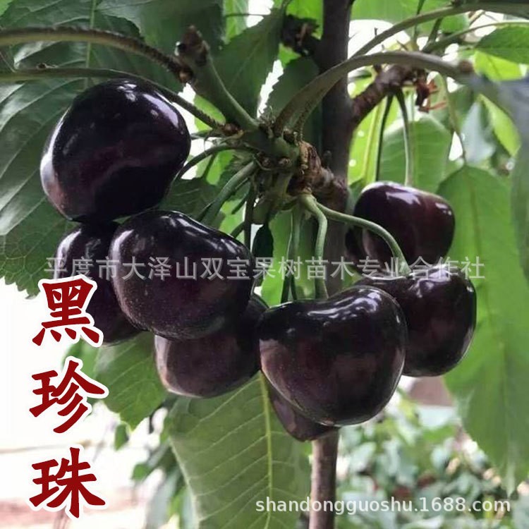 山东烟台矮化嫁接黑珍珠樱桃苗北方南方种植大樱桃车厘子树苗价格