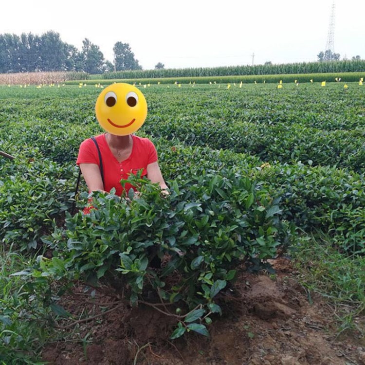 七年大茶苗樹苗綠茶苗茶日照北方種植茶葉苗綠茶苗鮮活茶樹盆景