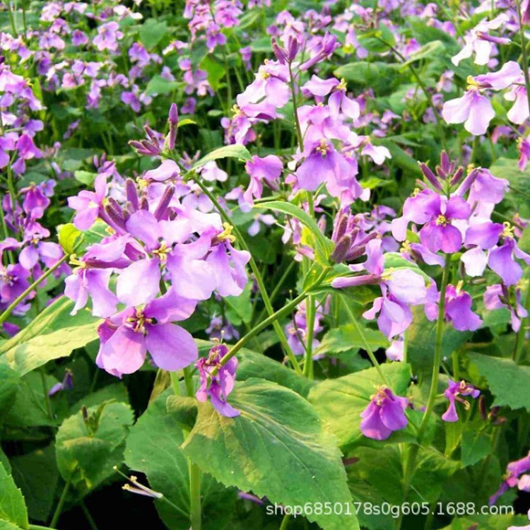 二月蘭 苗圃基地直銷 批發(fā)價格 多年生草本花卉植物 耐旱耐陰