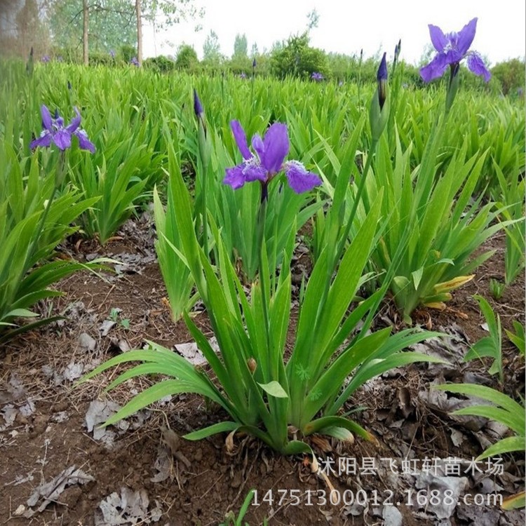 批发鸢尾苗 蓝花蝴蝶兰 乌鸢 地栽苗，工程苗圃绿化苗