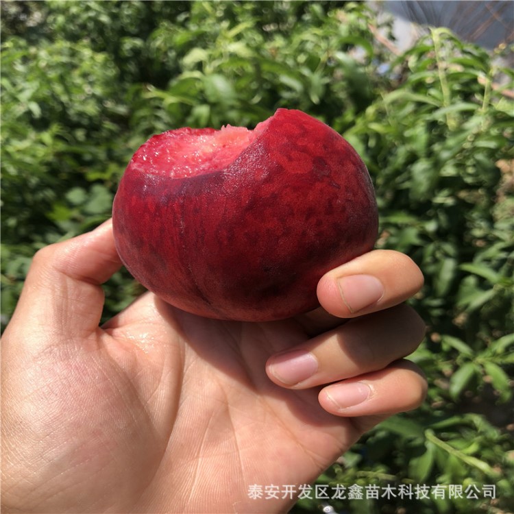 中華血桃樹苗批發(fā)直銷易管理白如玉桃樹苗價(jià)低中華壽桃苗